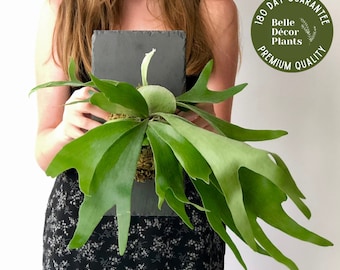 Staghorn Fern on Stone Slate Plaque | Wall Mounted Easy Care Plant | Live House Plant | Wall Décor Interior Design | Rare Air Plant