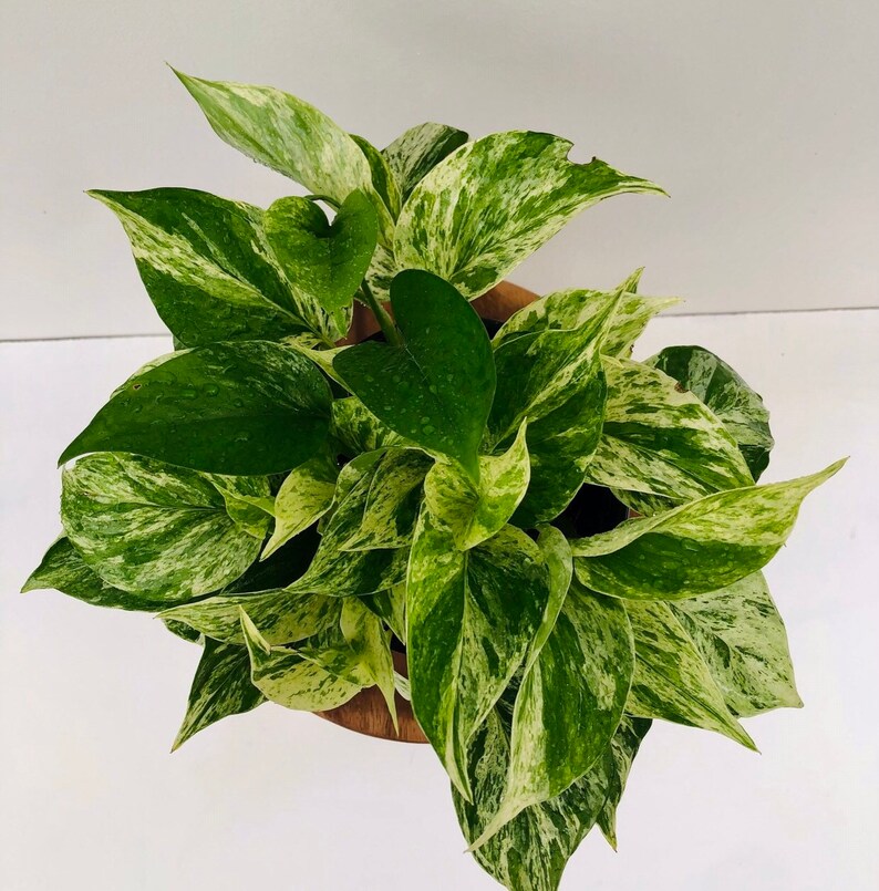 Marble Queen Pothos hanging planter in 4 6 and 8 inch. Etsy