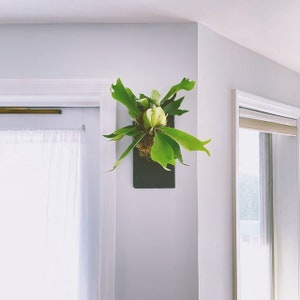 Staghorn Fern on Stone Slate Plaque Wall Mounted Easy Care Plant Live House Plant Wall Décor Interior Design Rare Air Plant image 5