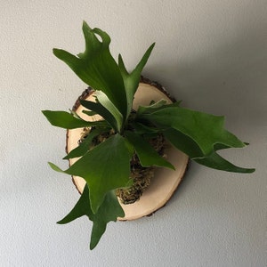 Lush Staghorn Fern on Live Edge Plaque Easy Care House Plant Wall Décor Live Plant Gift Wall Hanging Plant Rare Houseplant image 2