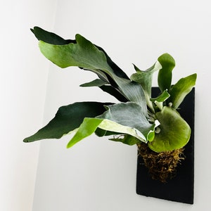 Staghorn Fern on Stone Slate Plaque Wall Mounted Easy Care Plant Live House Plant Wall Décor Interior Design Rare Air Plant image 7