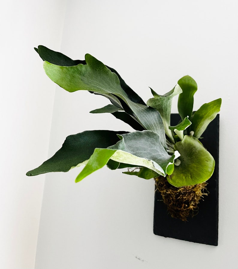 Staghorn Fern on Stone Slate Plaque Wall Mounted Easy Care Plant Live House Plant Wall Décor Interior Design Rare Air Plant image 7