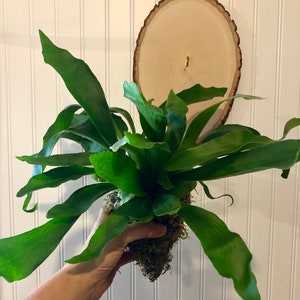 Staghorn Fern Moss Ball Ready to be mounted on your plaque Staghorn Fern in moss ball without plaque. image 2