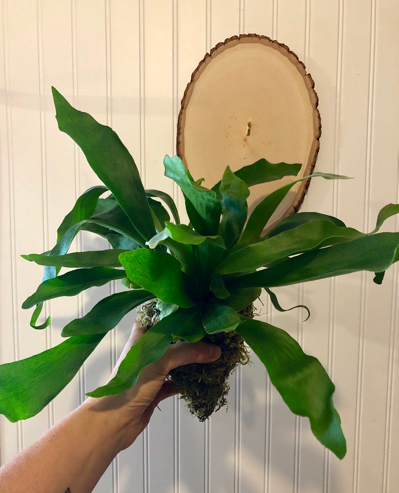 Staghorn Fern Moss Ball Ready to be mounted on your plaque Staghorn Fern in moss ball without plaque. image 2