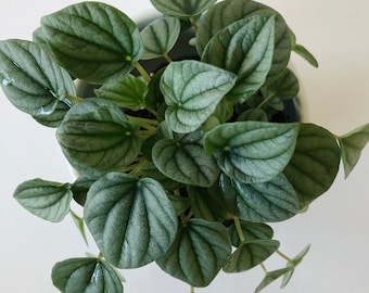 Peperomia Silver Frost | 4" and 6" Nursery Pot | Peperomia caperata | Easy Care Houseplant | Live Indoor Plant | Unique Tropical Plants |