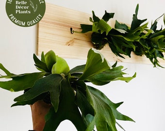 Cinq grandes fougères staghorn fixées au mur sur une plaque en pin teinté personnalisée | Décoration murale parfaite | Plante tropicale vivante | Plante aérienne rare |