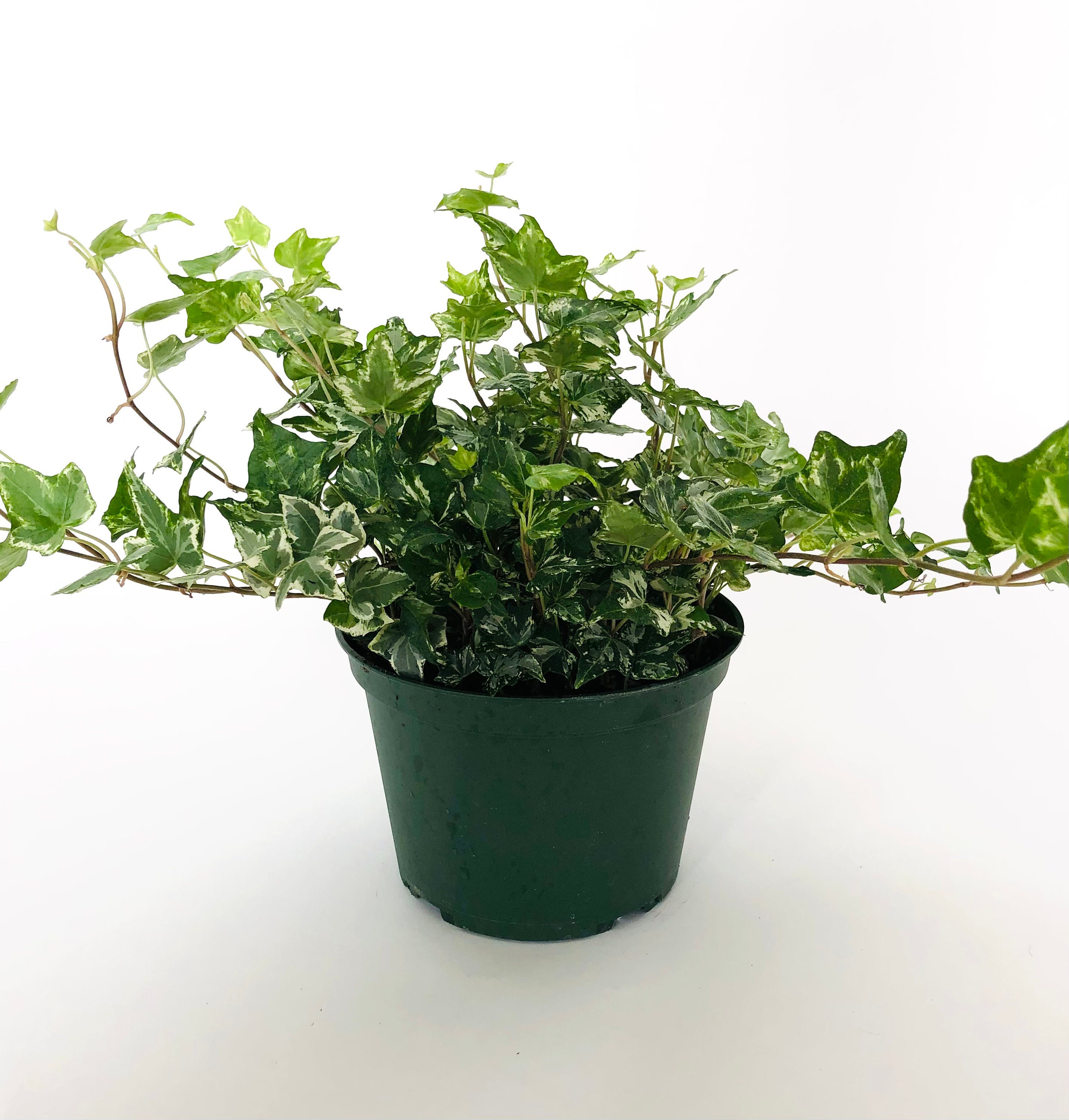 Variegated English Ivy 6 8 Nursery Pot Hedera Helix Etsy Canada