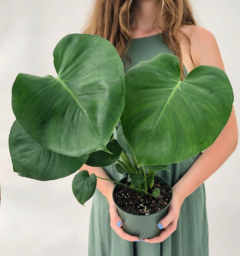 Monstera Deliciosa 4 and 6 Nursery Pot Perfect Beginner Plant Easy Care Houseplant Live Indoor Plant Unique Tropical Plants 6"