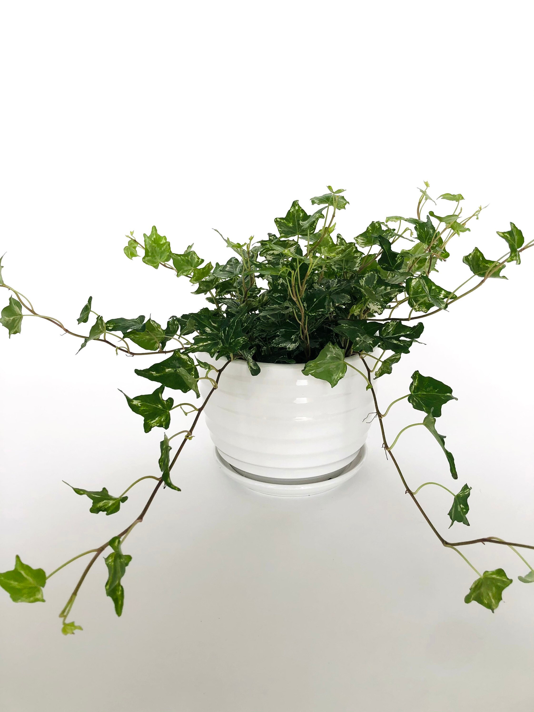 Variegated English Ivy 6 8 Nursery Pot Hedera Helix Etsy Canada