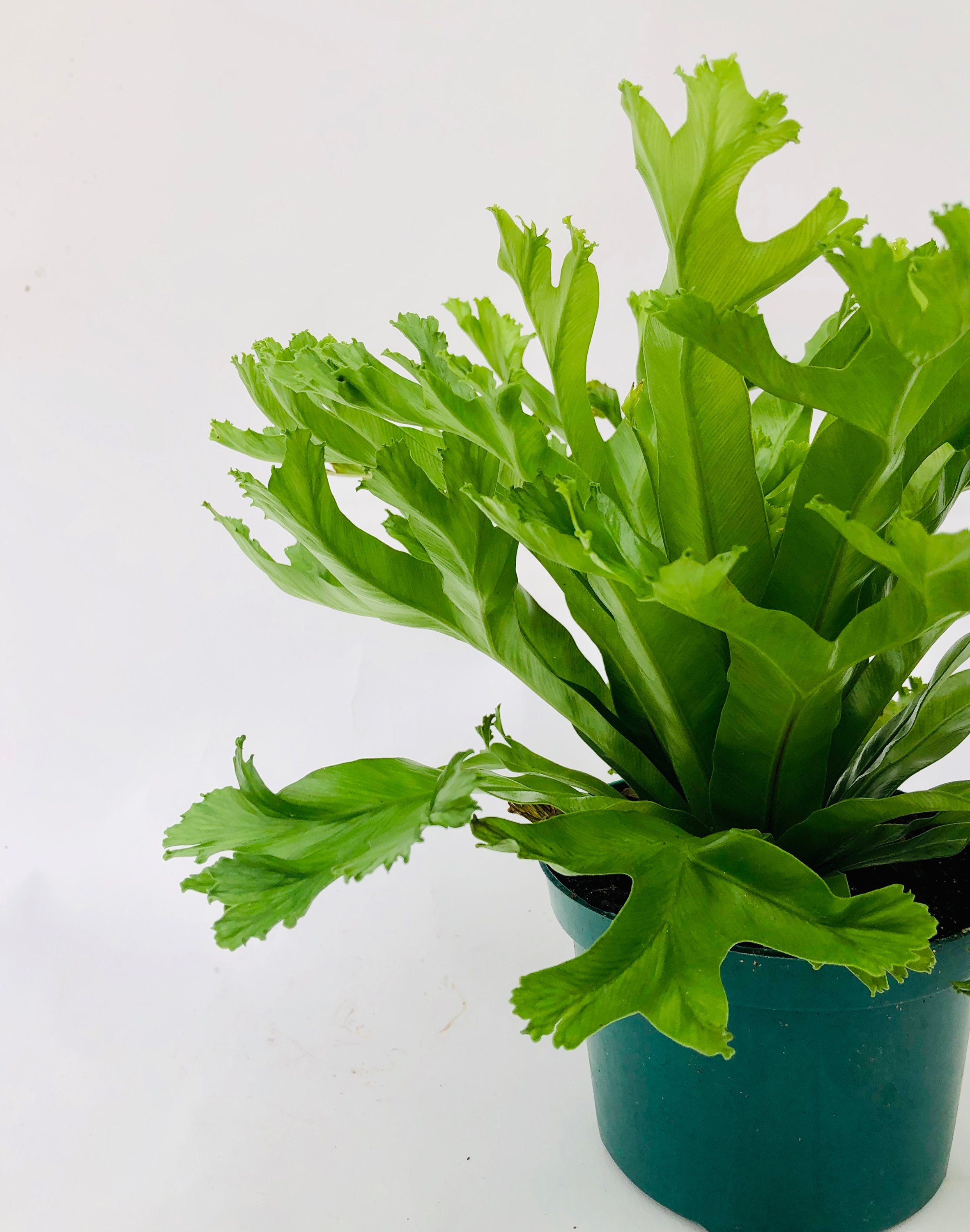 Leslie Bird's Nest Fern 4 and 6 Nursery Pot Etsy