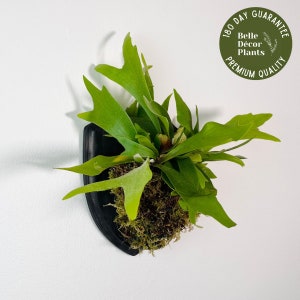 Staghorn Fern on Custom Wall Mounted Wood Plaque | Easy Care Live House Plant | Wall Décor | Home Décor | Easy Air Plant