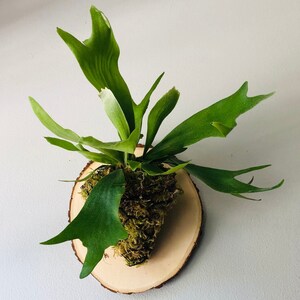 Lush Staghorn Fern on Live Edge Plaque Easy Care House Plant Wall Décor Live Plant Gift Wall Hanging Plant Rare Houseplant image 8