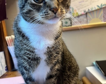 Compre Mittens, un regalo: rastreador de gatos de descarga digital con compra