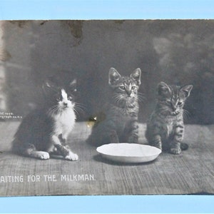 antigua postal de 1906 foto real de tres gatitos