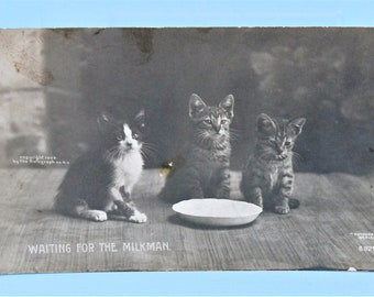 1906 年のアンティークの実写ポストカード、3 匹の子猫