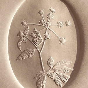 Meadow Parsnip | Blind Embossed, Limited Edition, Hand-Carved Block Print, Botanical, Native Plants, North Carolina, Appalachian, Blue Ridge