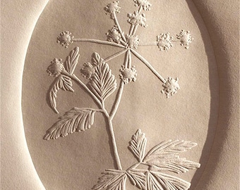 Meadow Parsnip | Blind Embossed, Limited Edition, Hand-Carved Block Print, Botanical, Native Plants, North Carolina, Appalachian, Blue Ridge