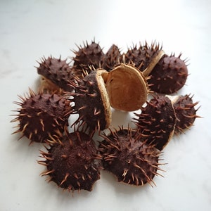 40pcs peel horse chestnuts, Dried natural chestnuts rind, Raw materials, Home autumn decoration, Woodland terrarium projects, Eco crafts kit