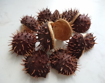 40pcs peel horse chestnuts, Dried natural chestnuts rind, Raw materials, Home autumn decoration, Woodland terrarium projects, Eco crafts kit