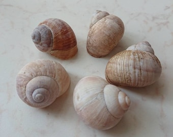 May include: Five snail shells of varying sizes and colours, arranged in a circle on a white marble surface.