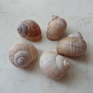 5 Stück echte Schneckenhäuser, Waldhochzeit Tischdekoration, Natürliche Beige Helixmuscheln, Woodland Projektmaterialien, Vase/Schüssel natürliche Füllstoffe