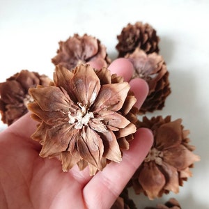 May include: A collection of brown pine cones, some of which are open and resemble flowers.
