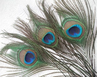 Peacock Feather Vase Etsy
