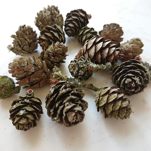 30 pcs larch cones, Dry natural cones, Christmas wreath cones, Floristic wedding decoration, Small rustic cones, Woodland project materials