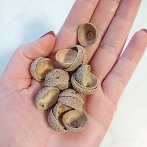 May include: A hand holding a pile of acorn caps. The caps are light brown and have a rough texture.