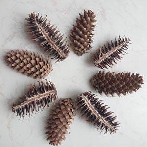 May include: A collection of eight brown pine cones arranged in a circular pattern on a white marble surface.