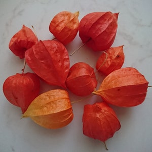 30 gousses de physalis, matériaux floristiques Wreath, gousses de latern chinois, matériau floral-botanique orange pour projets forestiers, kit terrarium