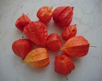 30pcs gousses de physalis, matériaux floristiques Wreath, gousses de lanternes chinoises, matériel floral-botanique orange pour projets boisés, kit de terrarium