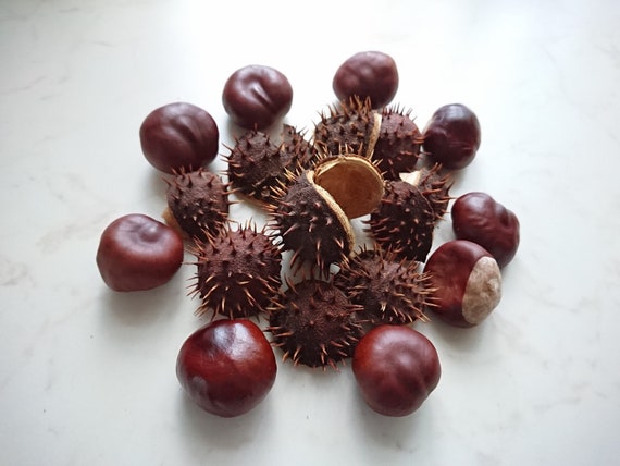 Natural Horse Chestnuts Conkers - 24 Pieces Natural Horse Chestnuts Conkers - 24 Pieces