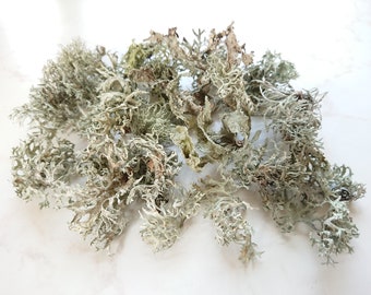 10 g de mousse de lichen naturelle, lichens naturels, lichen séché naturel, fournitures de terrarium bricolage, décorations de mariage rustiques, matériaux de projet Woodland