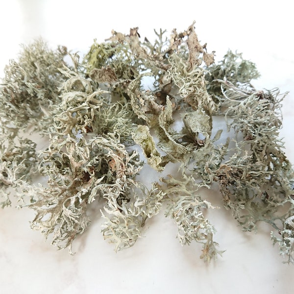 10gr natural lichen moss, Natural lichens, Dried lichen natural, DIY terrarium supplies, Rustic wedding decors, Woodland project materials