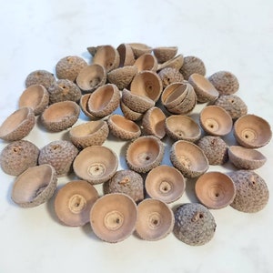 May include: A pile of brown acorn caps, some with a rough texture and others with a smooth texture.