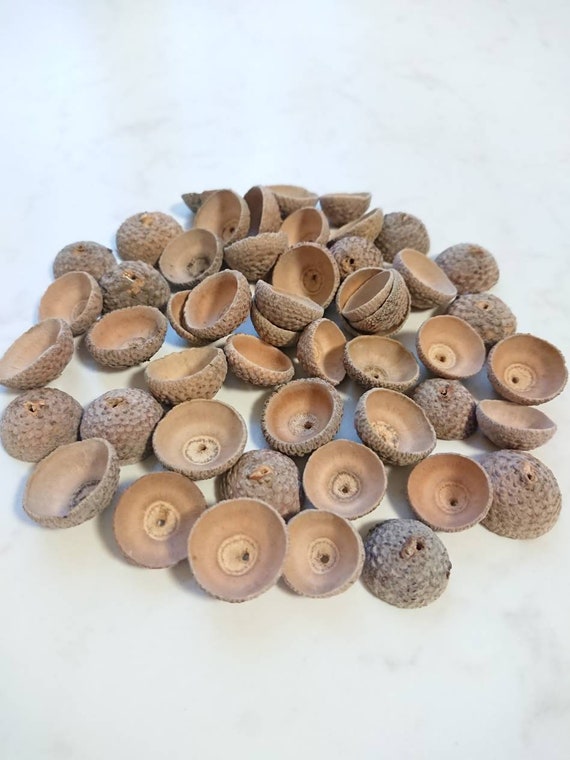 40pcs mixed size acorn caps with hole, Real acorn hats, Natural wooden caps with hole, Felting supplies, Natural jewelry caps mixed size