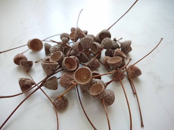 100 Pcs Small Acorn Caps Natural Oak Hats Jewelry Craft Supply Rustic Acorn Crafts Nature Felting Supplies Woodland Project Materials 100 Pcs Small Acorn Caps Natural Oak Hats Jewelry Craft Supply Rustic Acorn Crafts Nature Felting Supplies Woodland Project Materials
