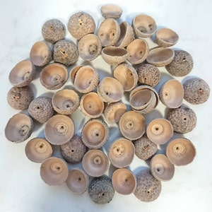 May include: A collection of approximately 40 acorn caps, all with a light brown color and a slightly rough texture. The caps are arranged in a circular pattern on a white surface.