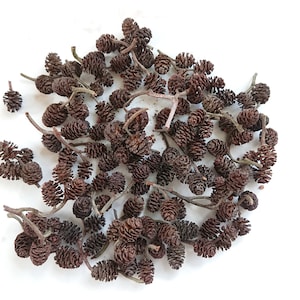 Puede incluir: Una colección de conos de aliso secos marrones, también conocidos como amentos, con pequeños tallos. Los conos están dispuestos en un patrón circular sobre un fondo blanco.