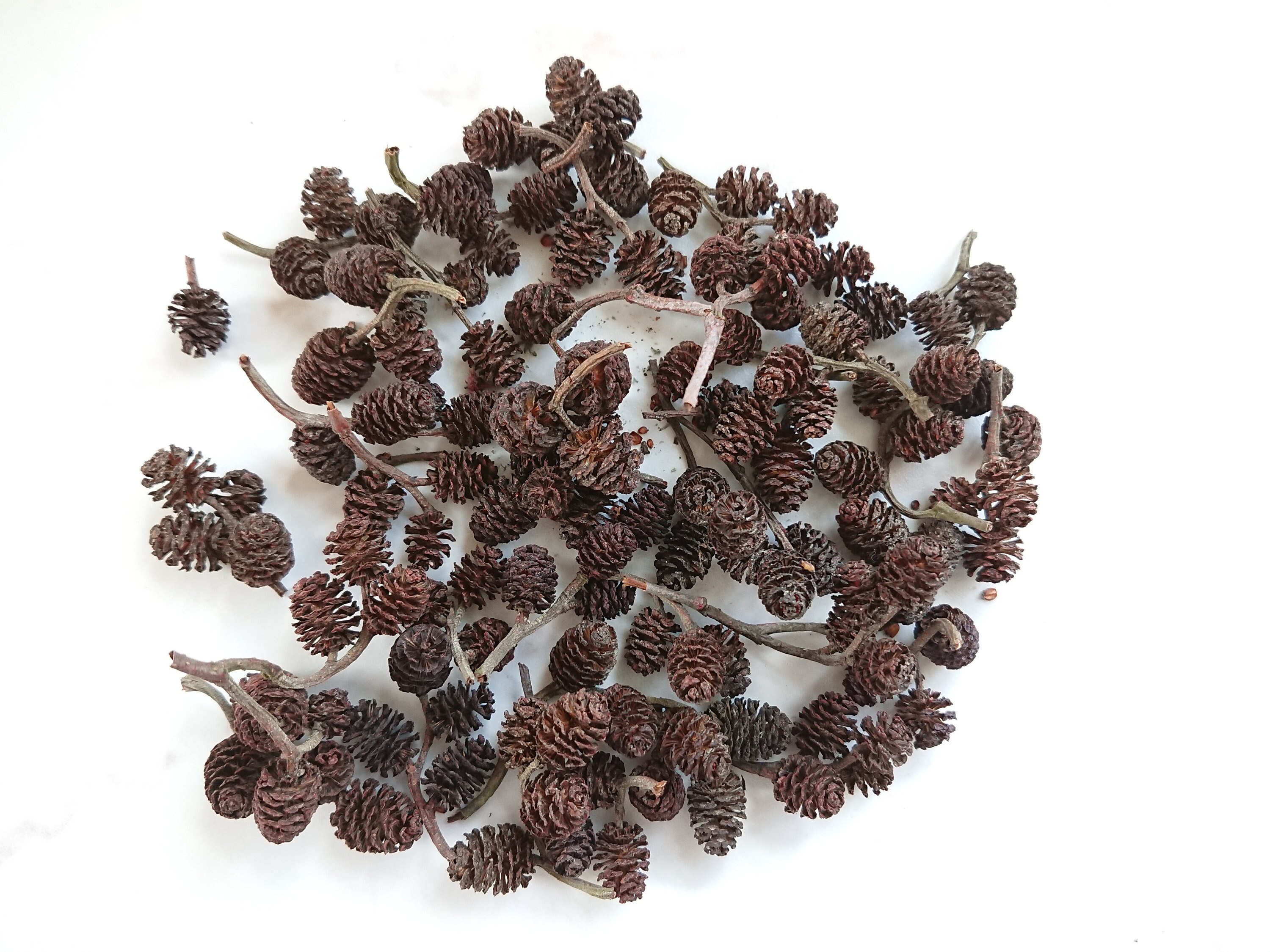 80Pcs Mini Pine Cones Fruits Dried Floral Accents Christmas Decor Ornaments