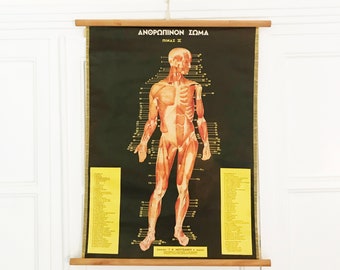 Vintage Human Body Anatomy - Greek Original Vintage Pull Down Anatomy Chart - Medical - School Chart - Heart - Muscles - Arteries