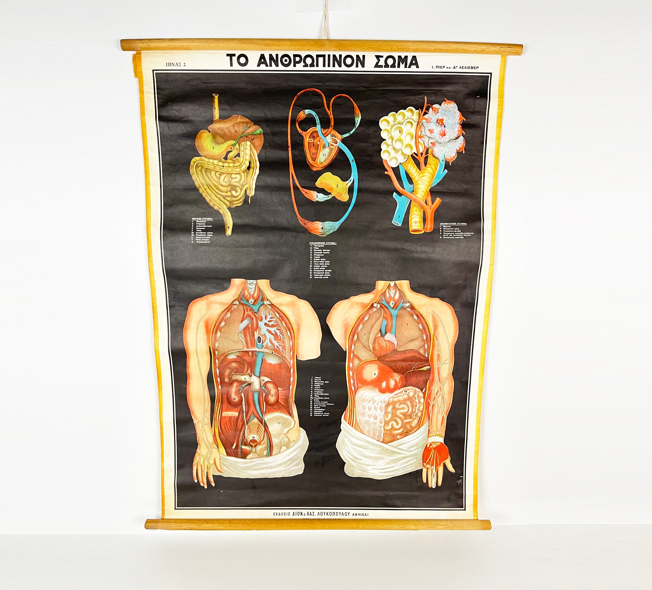 Vintage Human Anatomy Chart: 1950s Greek Medical School Pull Down