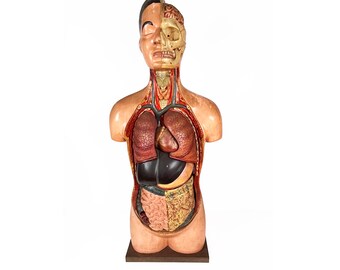 Vintage 1950s Life Size Anatomical Human Male Torso Model - Full Torso Anatomy - Human Body - Detachable Organs - Head - Medical