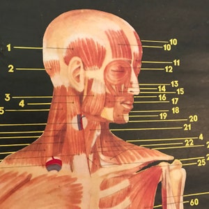 Vintage Human Body Anatomy Greek Original Vintage Pull Down Anatomy Chart Medical School Chart Heart Muscles Arteries image 2