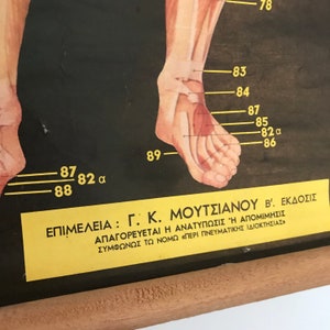 Vintage Human Body Anatomy Greek Original Vintage Pull Down Anatomy Chart Medical School Chart Heart Muscles Arteries image 4
