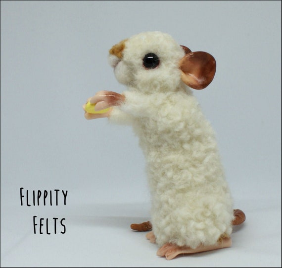 Himalayan fancy best sale rat