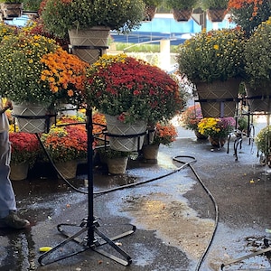 May include: A display of potted chrysanthemums in various colors, including yellow, orange, and red. The flowers are in decorative pots and hanging baskets, creating a vibrant and colorful scene. A black metal stand holds some of the pots.