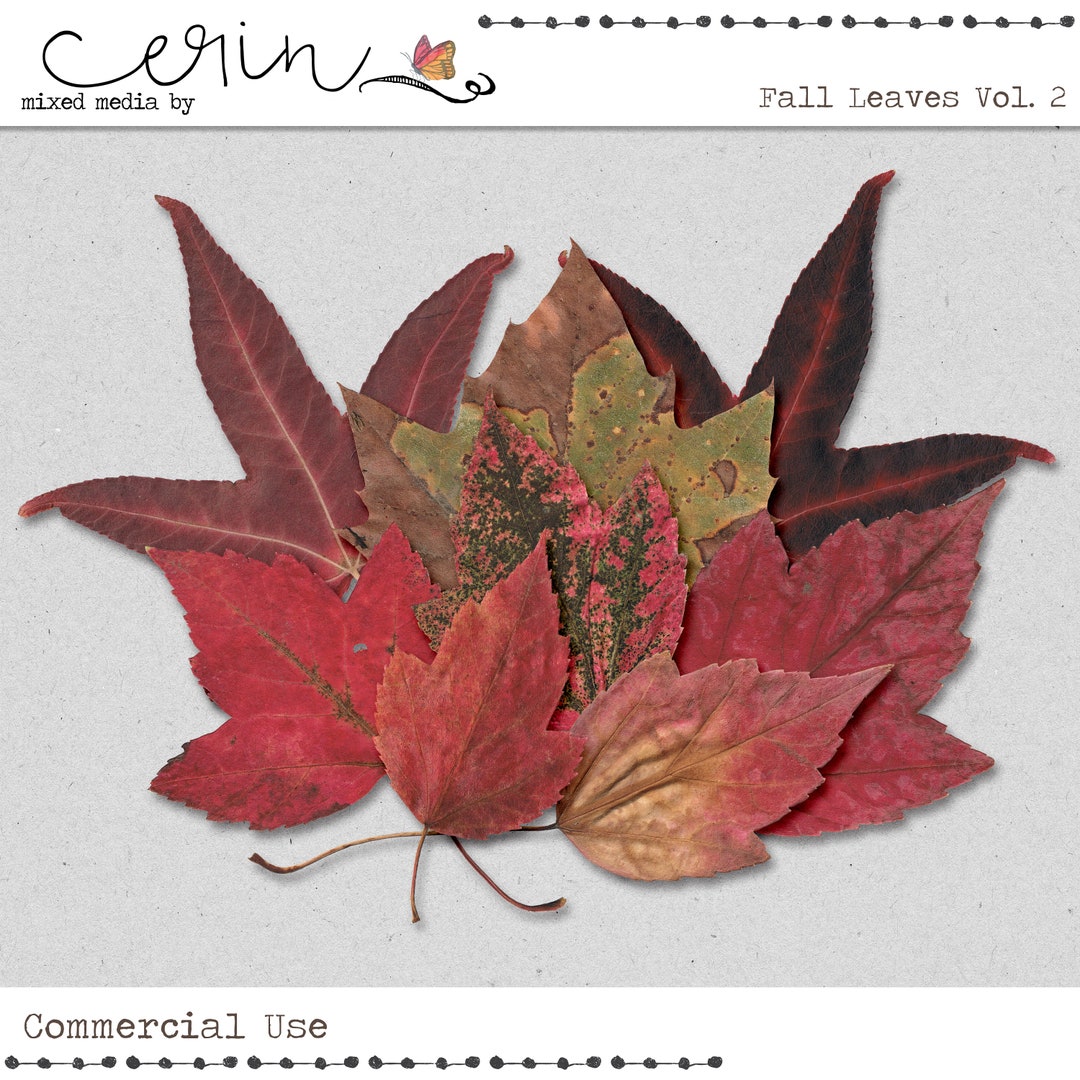 Fall Leaves Vol. 2~autumn Leaves~digital Elements~high Quality Commercial  Use Digital Scrapbook Elements~red Foliage~thanksgiving~halloween - Etsy, image size:1080x1080