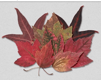Fall Leaves Vol. 2~Autumn Leaves~Digital Elements~High Quality Commercial Use Digital Scrapbook Elements~Red Foliage~Thanksgiving~Halloween